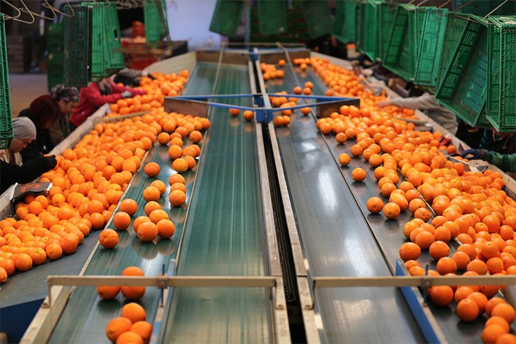 Finike'nin portakal bahçelerinde hasat sürüyor