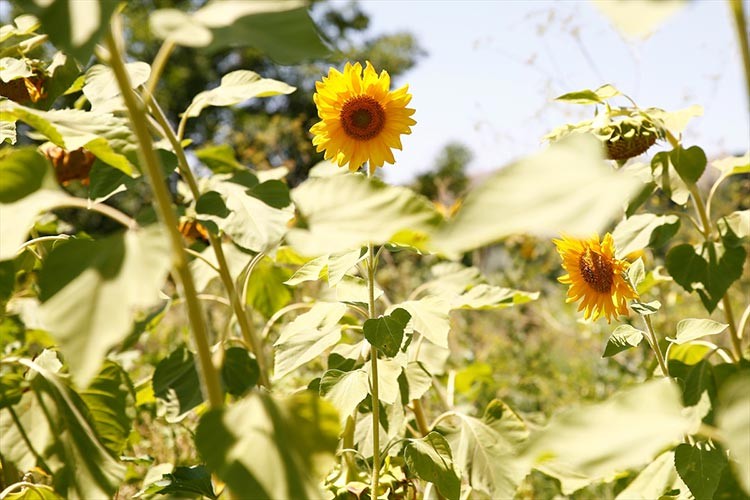 Kayseri'de çerezlik ayçiçeği ekimi yaygınlaşıyor