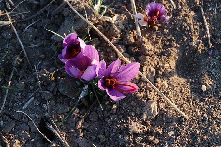 Yozgat'ta safranın hasadına başlandı