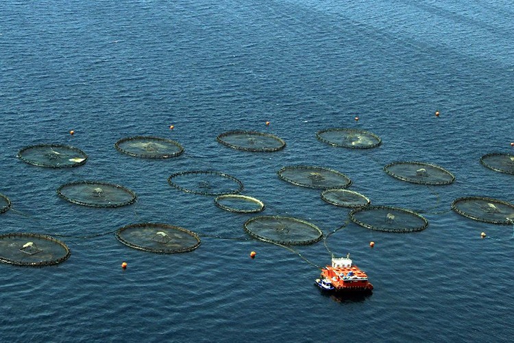 Su ürünleri yetiştiricilerine verilecek destekler belirlendi