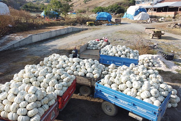 kestane kabağı üreticileri 17 yıldır iyi verim alıyor