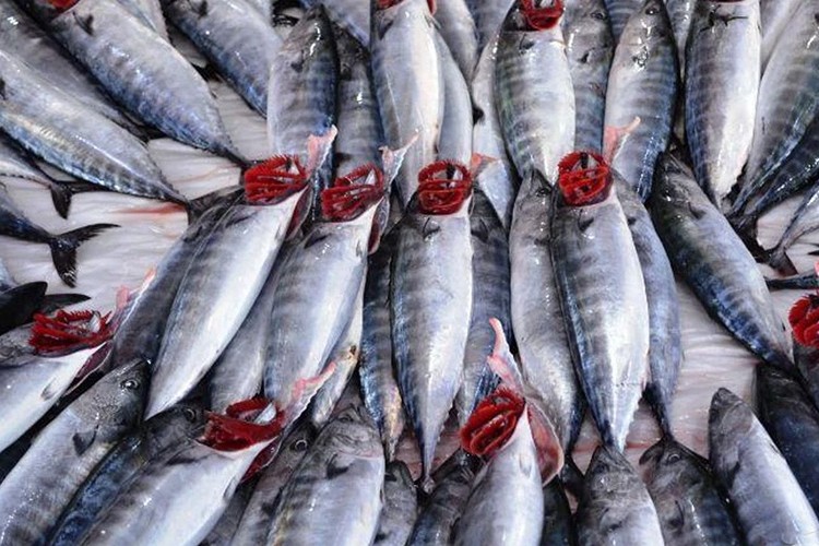 Balık tüketiminin de yükselmesi bekleniyor