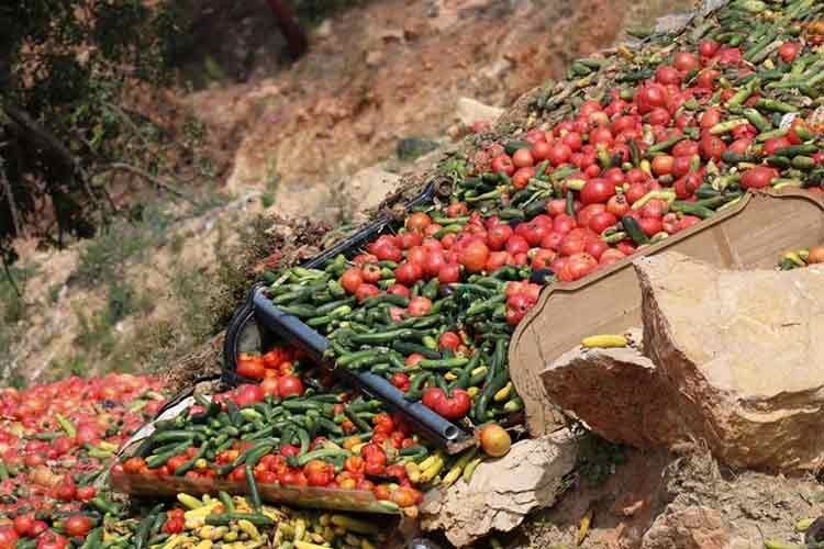 Domateslerin çöpe dökülmesine para cezası