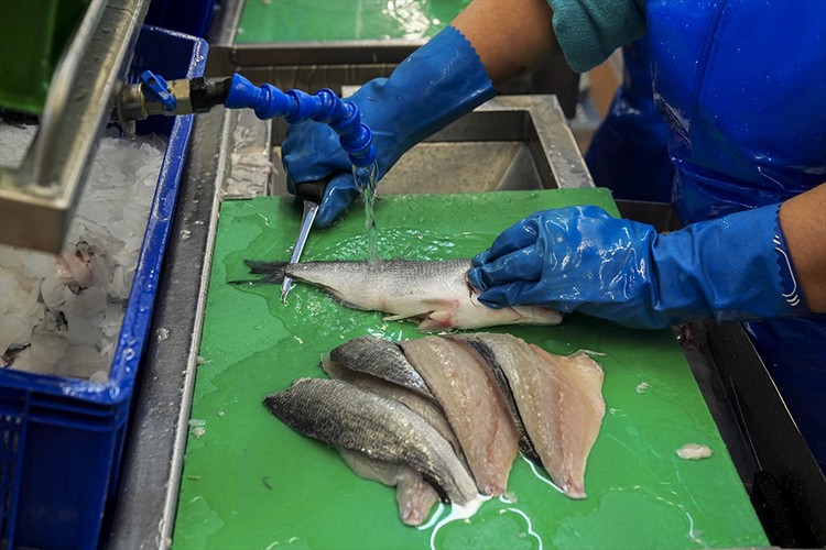 Su ürünleri 2025'te rekor ihracata ulaştı