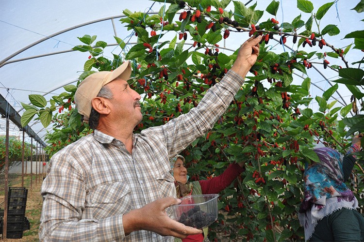 Örtü altında yetiştirilen karadutta hasat mesaisi sürüyor