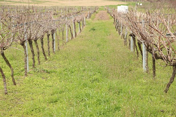 Tescilli gün ışığı üzümü yaygınlaşıyor