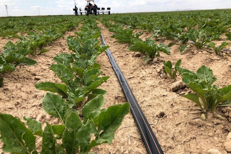 Tarımda damla damla su tasarrufu