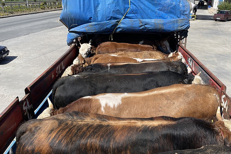 Yozgat'ta kurbanlık satışları ve büyükşehirlere sevkiyat başladı