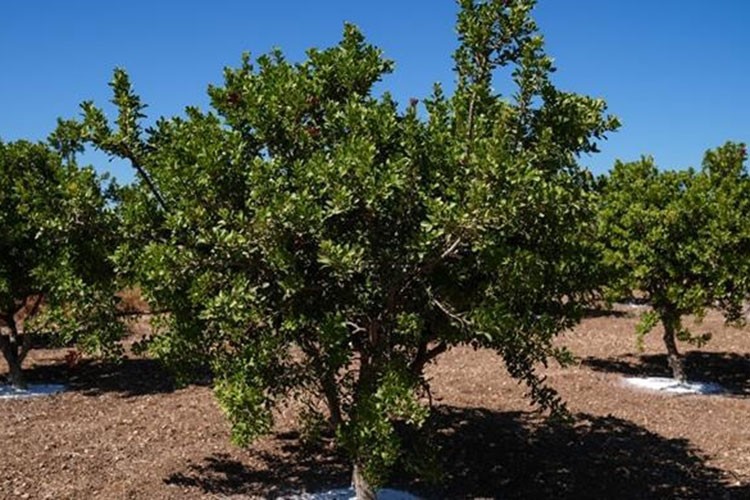 İzmir'de sakız ağacı sayısı 15 yılda 100 kat arttı