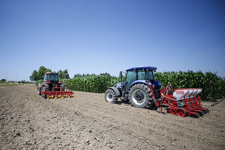 Dayanıklı mısır çeşidi geliştirilmeye çalışılıyor