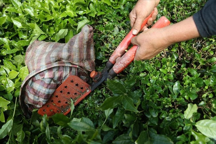 Türk çayı ihracatı 5 ayda 12 milyon doları aştı