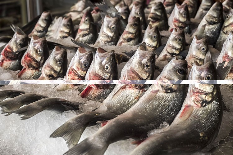 Su ürünleri ihracatında 2024'te rekor kırıldı