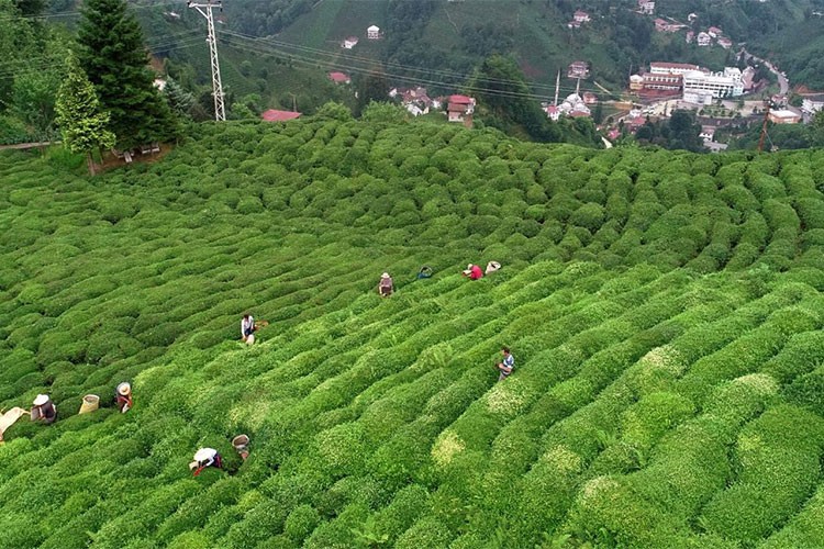 Türk çayı ihracatında Belçika son 5 yılda ilk sırada yer aldı