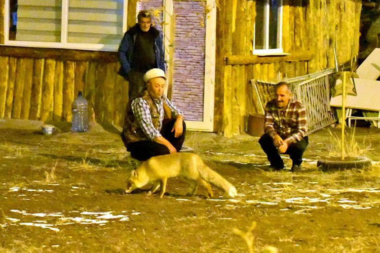 Aç kalan kızıl tilkiyi bölge sakinleri besledi