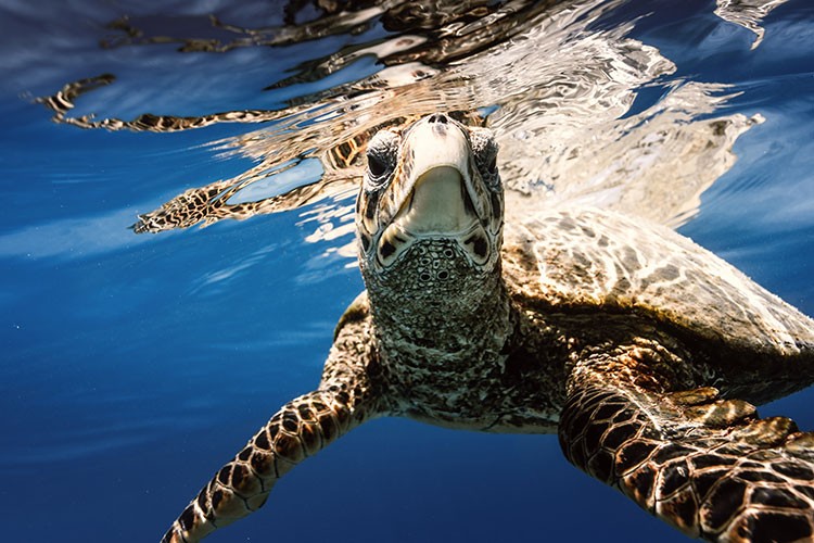 Biyolojik Çeşitliliği Korumak Yaşamı Korumaktır