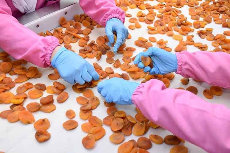 Malatya'nın kuru kayısı ihracatı martta yeniden arttı