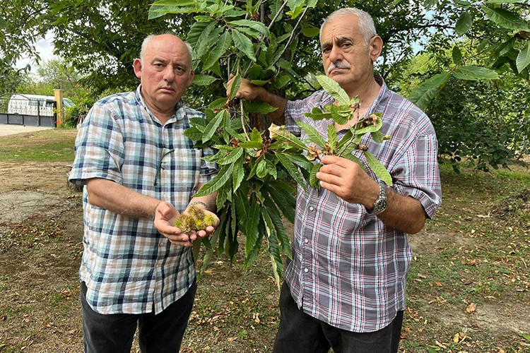 Kestane gal arısı üretimi tehlikeye düşürüyor