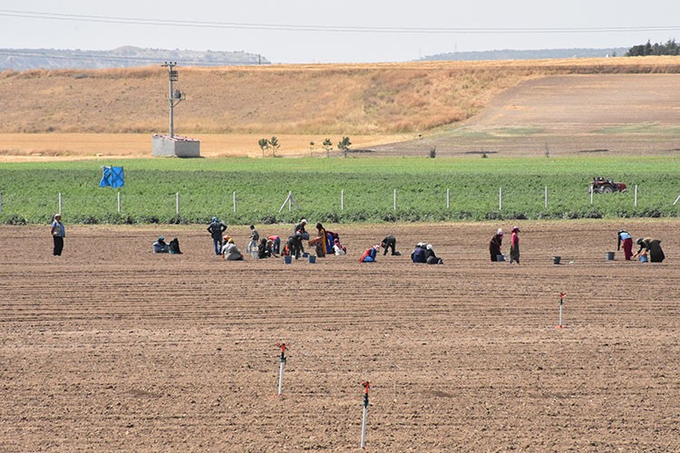 Eskişehir'de 100 dekar alanda safran bitkisi yetiştirilecek