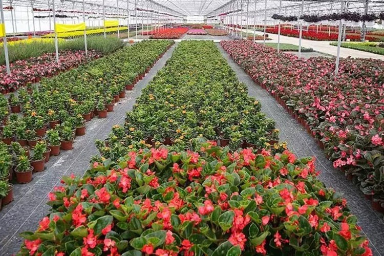 Yalova'da kadın çiftçi ihracata odaklandı