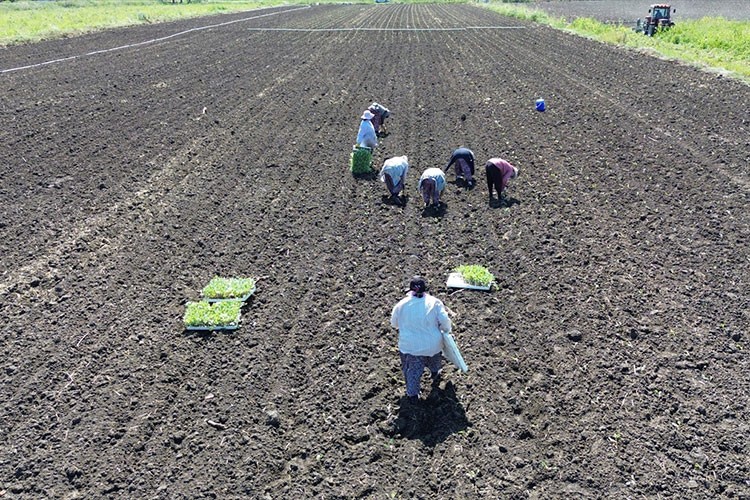 Bafra Ovası'nda kışlık sebze fidesi dikimi başladı