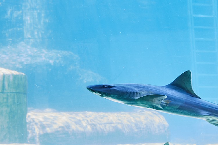 Dünya Mutfağının En İyi Lezzetleri SWOT Hospitality ile İstanbul'da