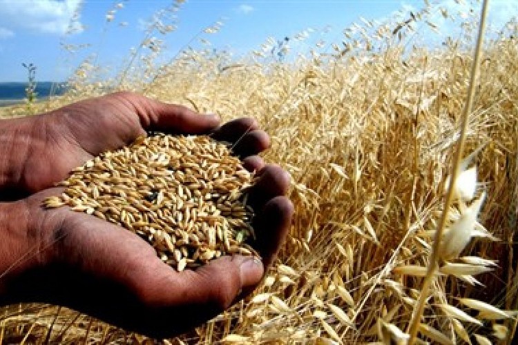 Yozgat'a uygun ekmeklik buğday belirlenmeye çalışılıyor