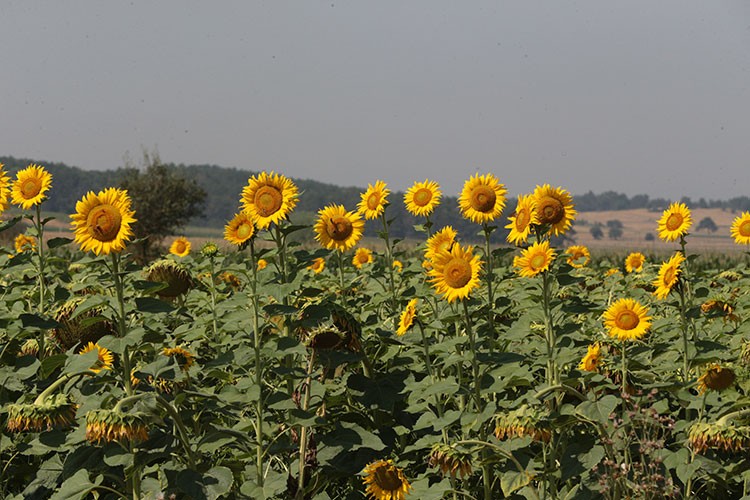 Tarım arazilerinin verimli kullanılması sağlanıyor