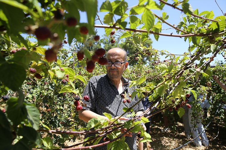 Hobi bahçesinde böğürtlen hasadı başladı