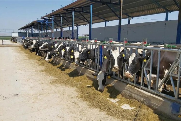 19,7 milyon hayvan sigortalandı