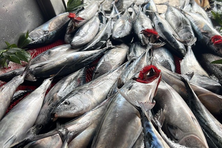 Denizlerde bu yıl palamut az, hamsi bol olacak