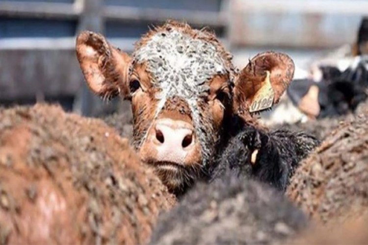 Hayvan sahiplerine şarbon tazminatı