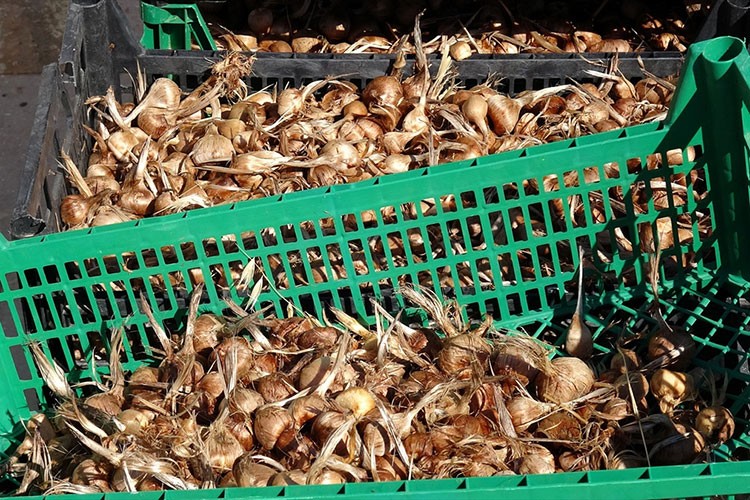 Karabük'te safran soğanı toprakla buluştu