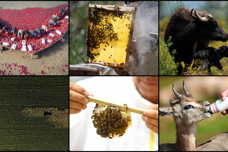 Türkiye tarımsal hasılada Avrupa zirvesinde