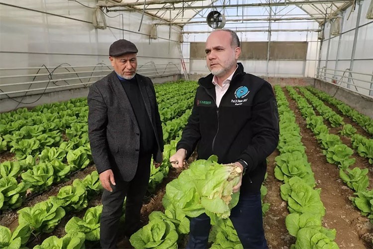 Niğde'de marul hasadı başladı