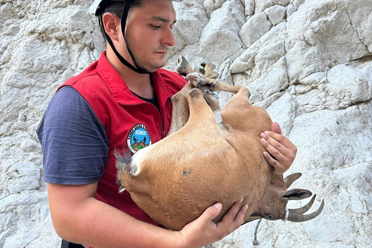 Antalya'da dere yatağında yaralı bulunan yaban keçisi kurtarıldı