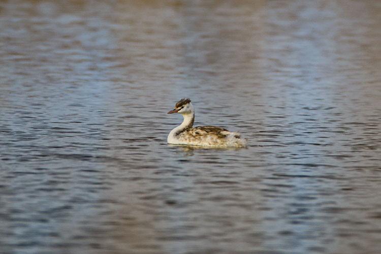Karasu sulak alanında bahri kuşu görüntülendi