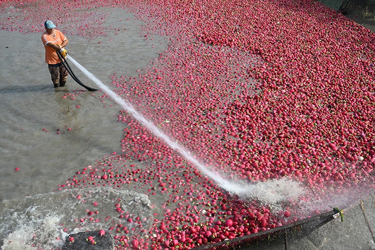 Tescilli turpları yıkama mesaisi başladı
