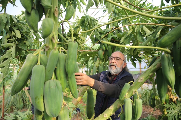 Hobi olarak yetiştirilen papaya ihraç ediliyor