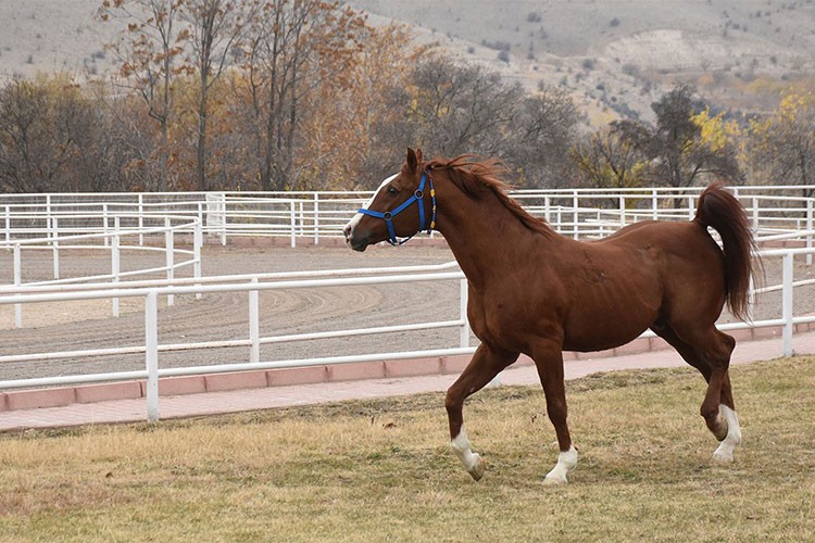 TİGEM safkan 16 Arap kısrağı satacak