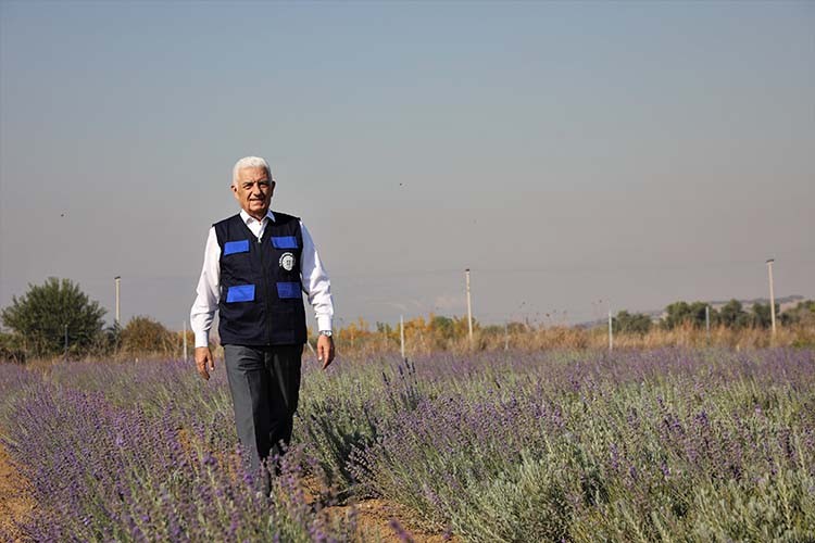 Lavanta tarlalarında ikinci hasat zamanı
