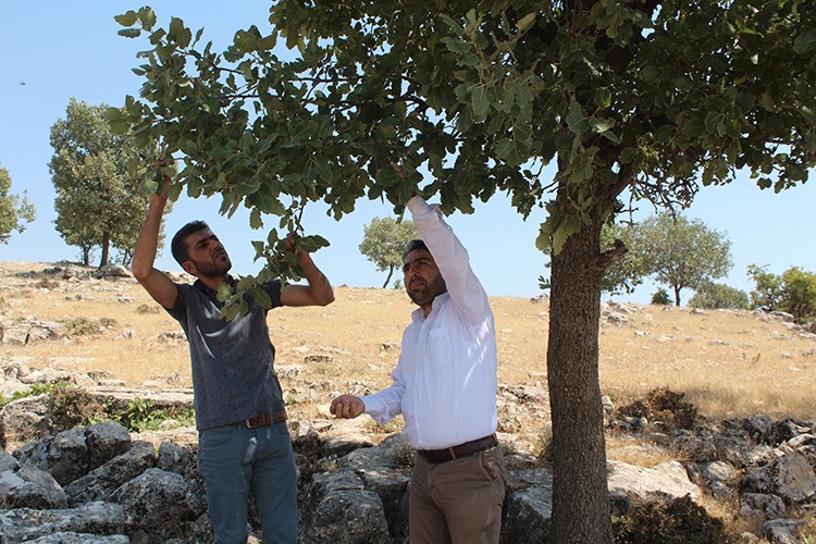 Köylüye yeni gelir kapısı!..