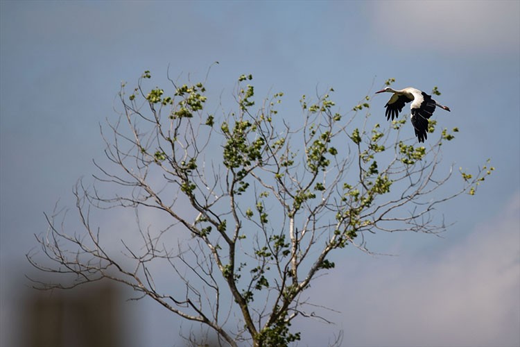 Kızılırmak Deltası Kuş Cenneti'ne yeşilin en güzel tonları hakim