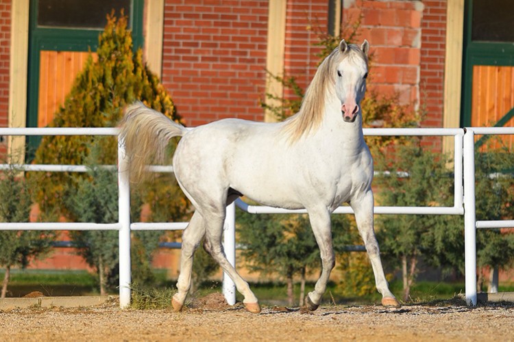 237 yarış tayı sattı