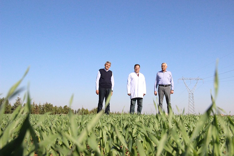 Ahmet Buğdayı hayat bulacak