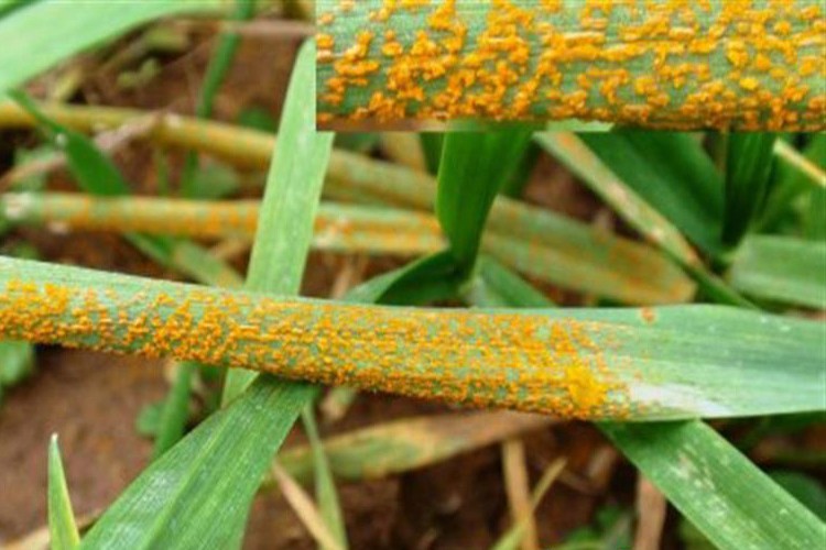 Sarı pas hastalığının önüne geçen ilaçlar