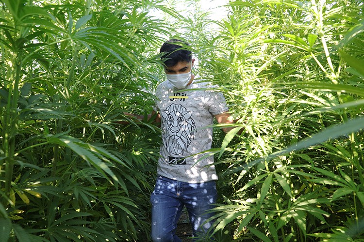 Endüstriyel kenevir atağı