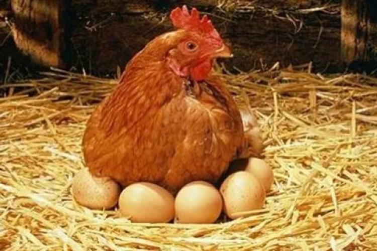 Yumurtacı tavukların kafes standartlarında değişiklik