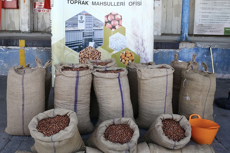 TMO Giresun'da fındık alımına başladı