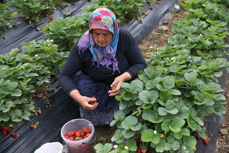 Ordu'da çilek hasadı başladı