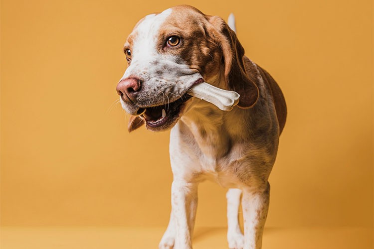 "Köpeklere kemik yedirmeyirqn"